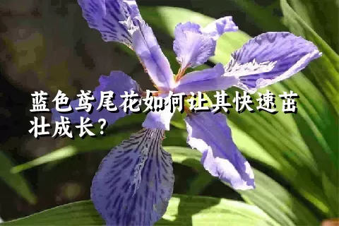 蓝色鸢尾花如何让其快速茁壮成长？