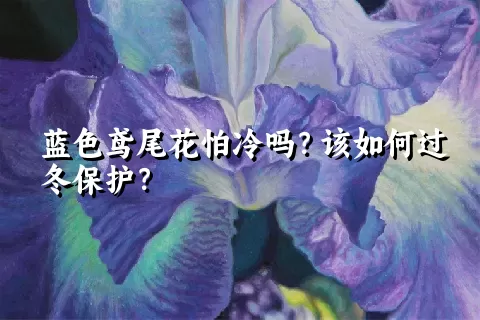 蓝色鸢尾花怕冷吗？该如何过冬保护？