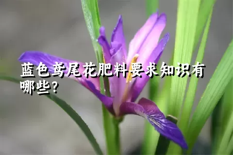 蓝色鸢尾花肥料要求知识有哪些？