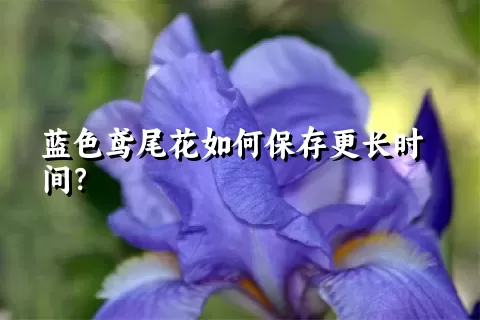 蓝色鸢尾花如何保存更长时间？