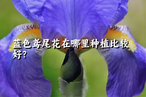 蓝色鸢尾花在哪里种植比较好？