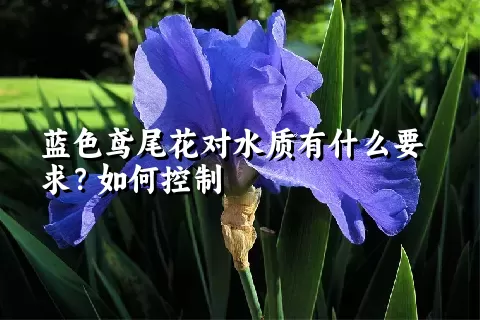 蓝色鸢尾花对水质有什么要求？如何控制