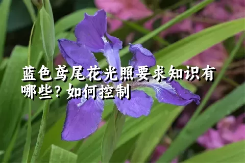 蓝色鸢尾花光照要求知识有哪些？如何控制