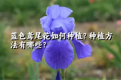 蓝色鸢尾花如何种植？种植方法有哪些？