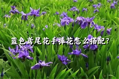 蓝色鸢尾花手捧花怎么搭配？