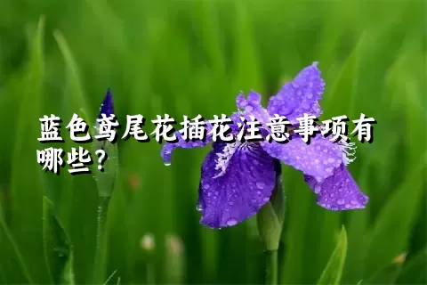 蓝色鸢尾花插花注意事项有哪些？