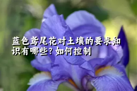 蓝色鸢尾花对土壤的要求知识有哪些？如何控制