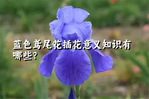 蓝色鸢尾花插花意义知识有哪些？