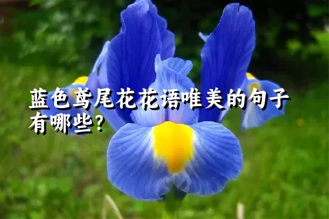 蓝色鸢尾花花语唯美的句子有哪些？