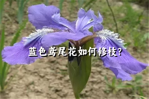 蓝色鸢尾花如何修枝？