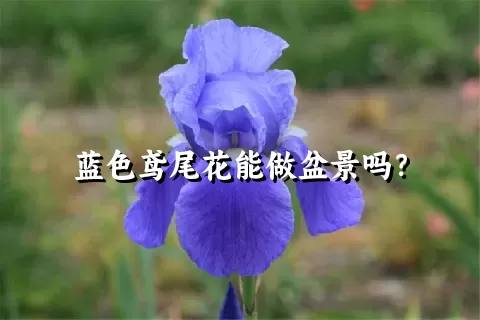 蓝色鸢尾花能做盆景吗？