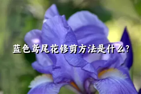 蓝色鸢尾花修剪方法是什么？