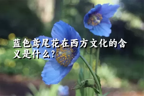 蓝色鸢尾花在西方文化的含义是什么？