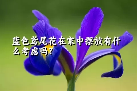 蓝色鸢尾花在家中摆放有什么考虑吗？