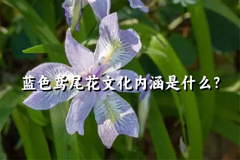 蓝色鸢尾花文化内涵是什么？