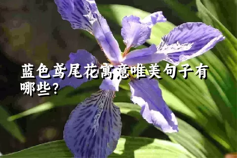 蓝色鸢尾花寓意唯美句子有哪些？