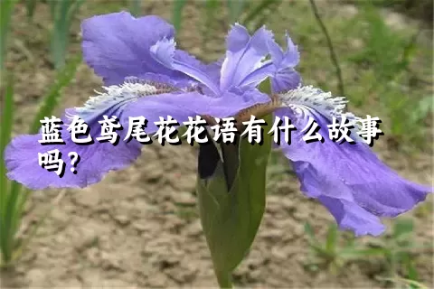 蓝色鸢尾花花语有什么故事吗？