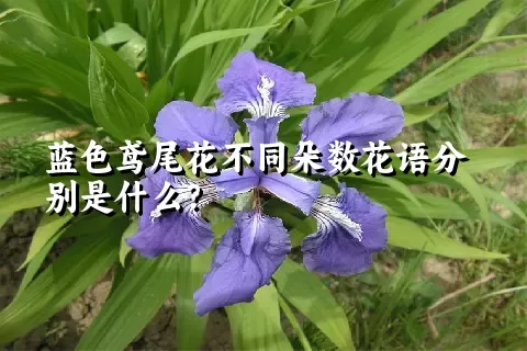 蓝色鸢尾花不同朵数花语分别是什么？