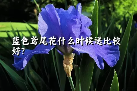 蓝色鸢尾花什么时候送比较好？