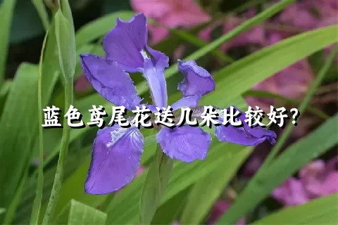 蓝色鸢尾花送几朵比较好？