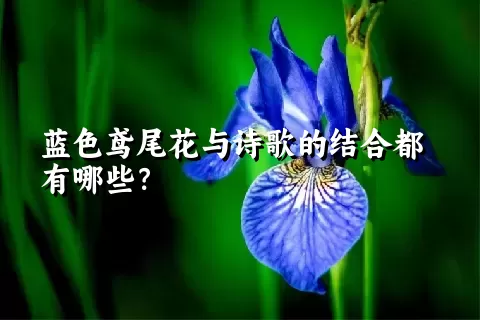 蓝色鸢尾花与诗歌的结合都有哪些？