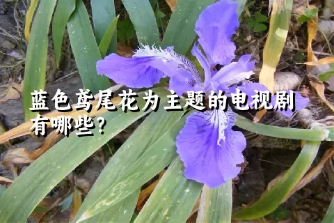 蓝色鸢尾花为主题的电视剧有哪些？