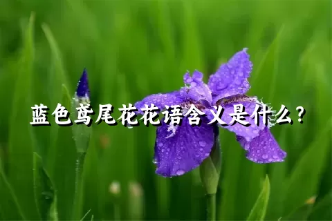 蓝色鸢尾花花语含义是什么？