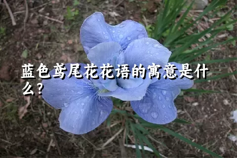 蓝色鸢尾花花语的寓意是什么？