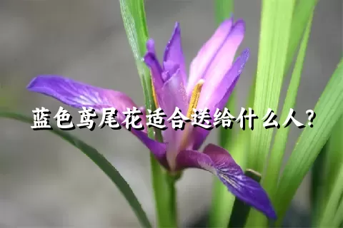 蓝色鸢尾花适合送给什么人？