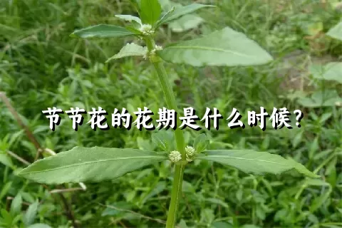 节节花的花期是什么时候？