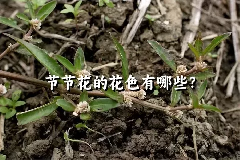 节节花的花色有哪些？