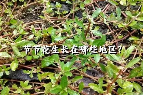 节节花生长在哪些地区？