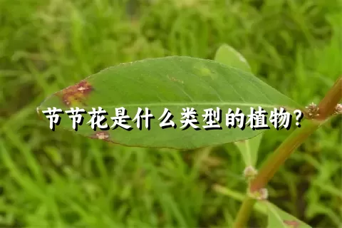 节节花是什么类型的植物？