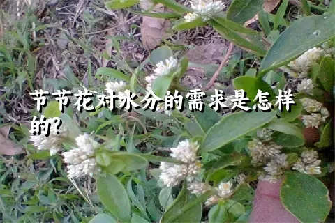 节节花对水分的需求是怎样的？