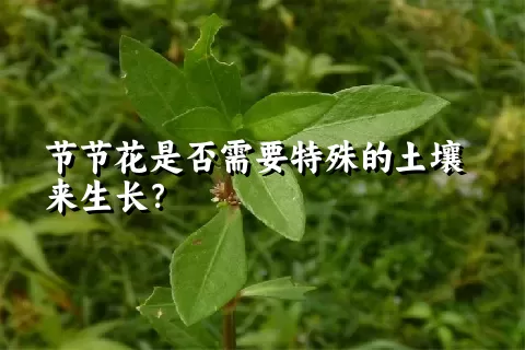 节节花是否需要特殊的土壤来生长？