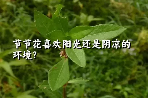 节节花喜欢阳光还是阴凉的环境？