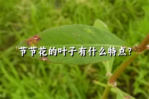 节节花的叶子有什么特点？