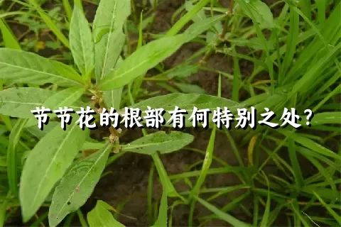 节节花的根部有何特别之处？