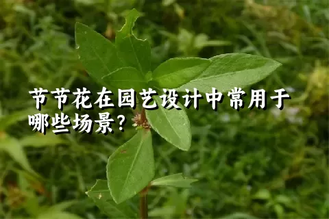 节节花在园艺设计中常用于哪些场景？