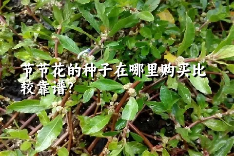 节节花的种子在哪里购买比较靠谱？