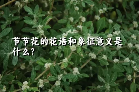 节节花的花语和象征意义是什么？