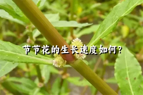 节节花的生长速度如何？