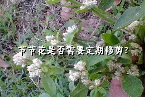 节节花是否需要定期修剪？