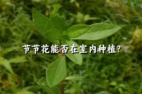 节节花能否在室内种植？