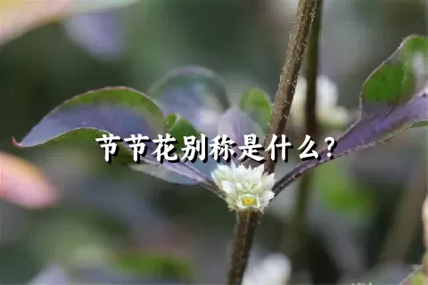 节节花别称是什么？