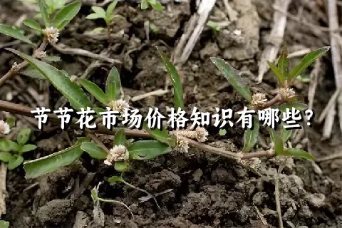 节节花市场价格知识有哪些？