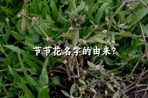 节节花名字的由来？