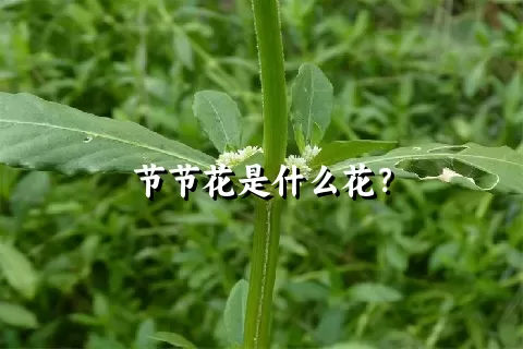 节节花是什么花？