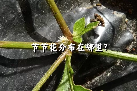 节节花分布在哪里?