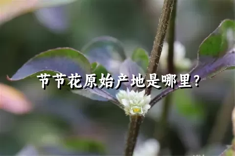 节节花原始产地是哪里？